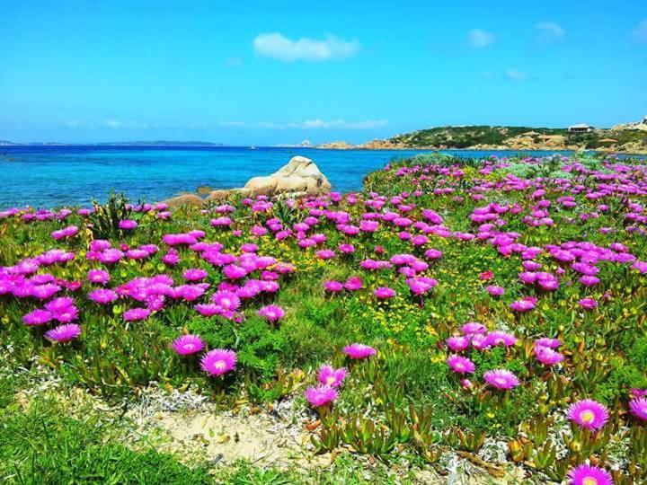 Sweet Home La Maddalena La Maddalena  Luaran gambar